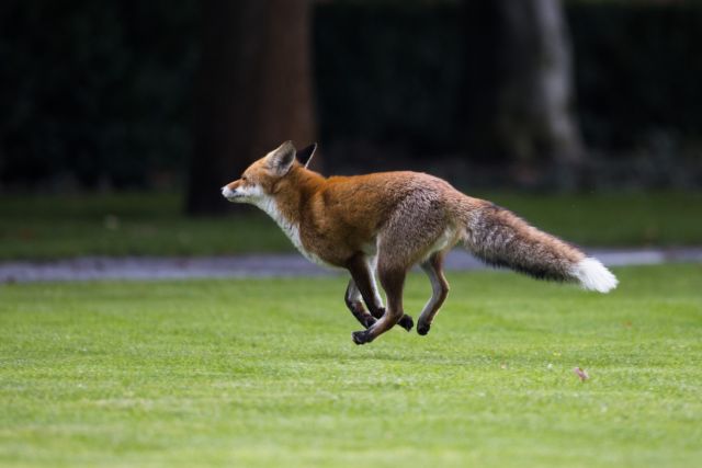 Επίθεση αλεπούς δέχθηκε βρέφος στο σπίτι του στη Βρετανία